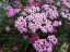 ŘEBŘÍČEK OBECNÝ - ACHILLEA MILLEFOLIUM CERISE QUEEN