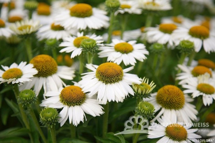 ECHINACEA MEDITATION WHITE