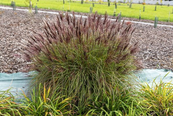 MISCANTHUS SINENSIS RED CHIEF