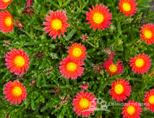 DELOSPERMA SOLSTICE SCARLET RED