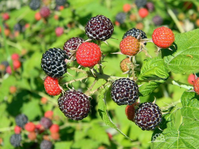 ČERNÁ MALINA - RUBUS OCCIDENTALIS "BLACK JEWEL"