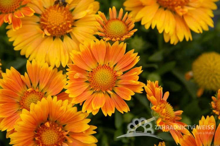 KOKARDA – GAILLARDIA  ARISTATA SPINTOP MANGO