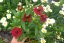 HELENIUM – HAYDAY RED