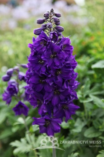 DELPHINIUM x HYBR. MAGIC FONTAIN DARK BLUE/BLACK BEE