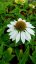 ECHINACEA BÍLÁ - ECHINACEA PRIMADONNA WHITE