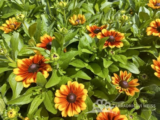 RUDBECKIA X HYBR. LITTLEBECKIA SUNRISE