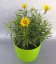 OMAN - INULA ENSIFOLIA GOLDEN YELLOW