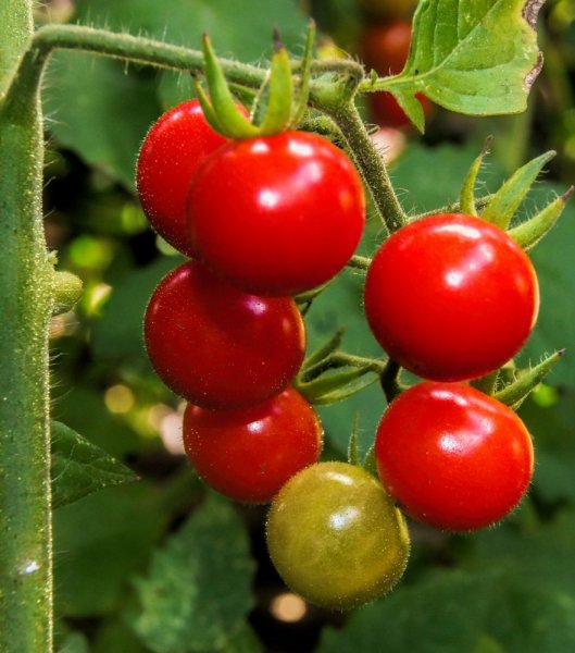 RAJČE TYČKOVÉ CHERRY