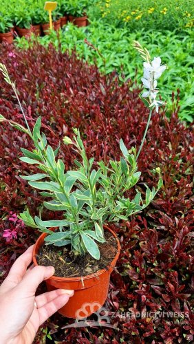 GAURA LIND. CORRIES GOLD