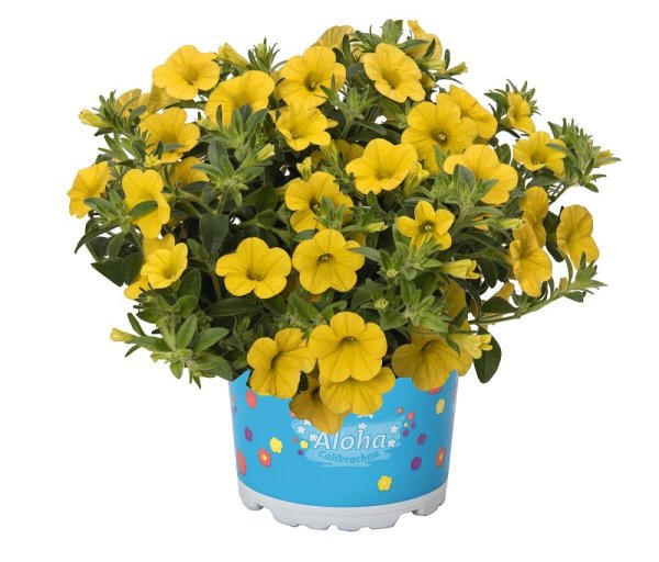 MILLION BELLS ŽLUTÝ „AL.KONA YELLOW“
