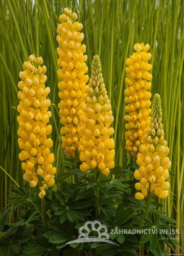 LUPINA - LUPINUS DESERT SUN
