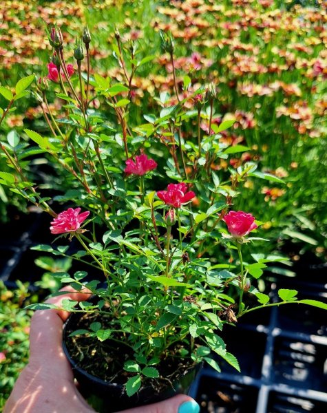 RŮŽIČKA – ROSA LILLY ROSE