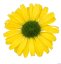 ECHINACEA HYBR. YELLOW PEARL