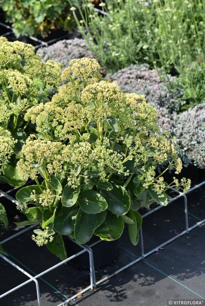 SEDUM HONEY GOLD