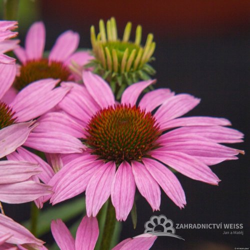 ECHINACEA FOUNTAIN LIGHT PURPLE