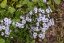 PHLOX SUBULATA BAVARIA