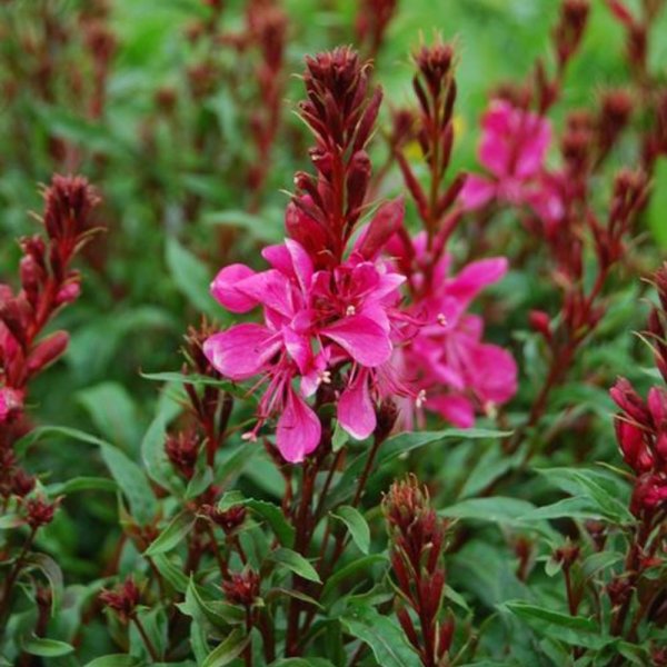 GAURA LINDHEIMERI - BUTTERFLY ROSE