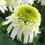 ECHINACEA PURPUREA - DELICIOUS NOUGAT