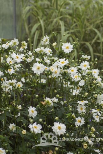 ANEMONE HYB. SUMMER WHIRLWIND