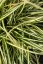 CAREX OSHIMENSIS MOONLIGHT