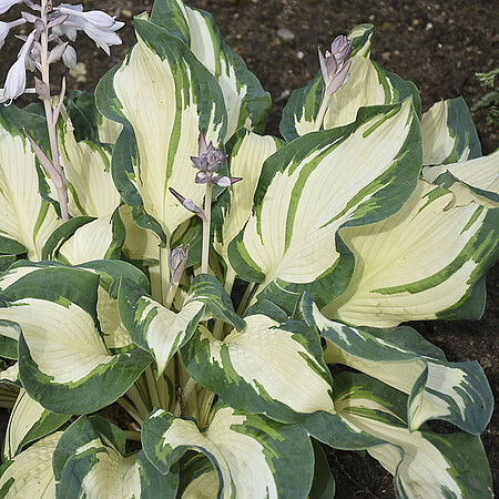 HOSTA MEDIUM HANS