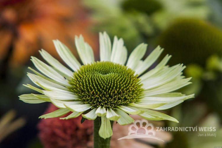 TŘAPATKA - ECHINACEA "GREEN JEWEL"
