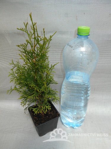 THUJE -  THUJA  OCCIDENTALIS SMARAGD