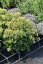 SEDUM HONEY GOLD