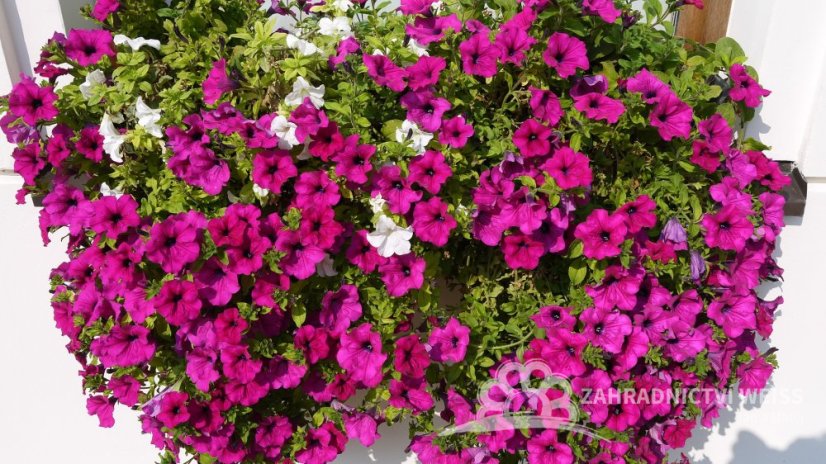 SURFINIE- PŘEVISLÁ PETUNIE - RŮŽOVÁ - HOT PINK