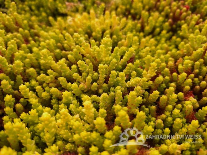 ROZCHODNÍK - SEDUM ACRE YELLOW QUEEN