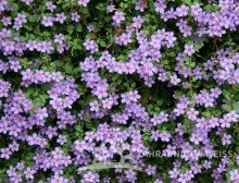 BACOPA - BAKOPA MODRÁ