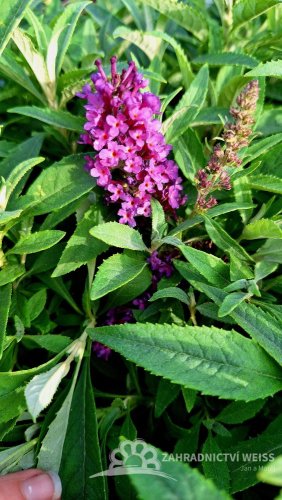 MOTÝLÍ KEŘ - BUDDLEJA DAVIDII BUTTERFLY CANDY LITTLE PURPLE