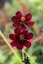COSMOS ATROSANGUINEUS ECLIPSE