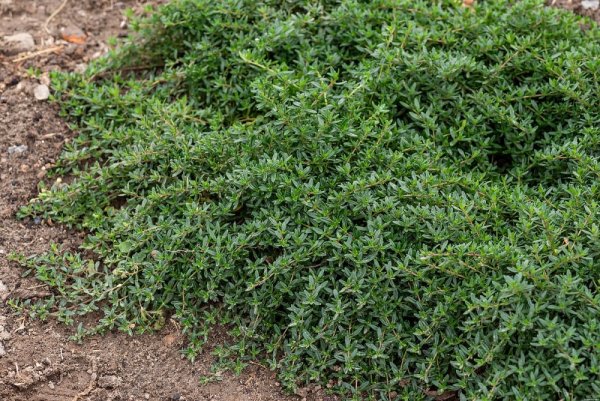 MATEŘÍDOUŠKA - THYMUS LONGICAULIS
