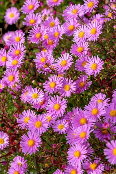 ASTRA PODZIMNÍ - ASTER  DUMOSUS PETER HARRISON