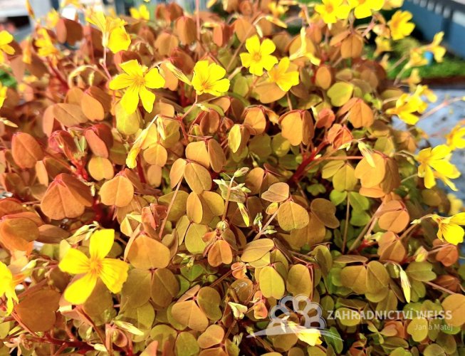 OXALIS ŽLUTÝ - SUNSET VELVET