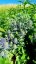 MAČKA - ERYNGIUM PLANUM BLUE HOBIT