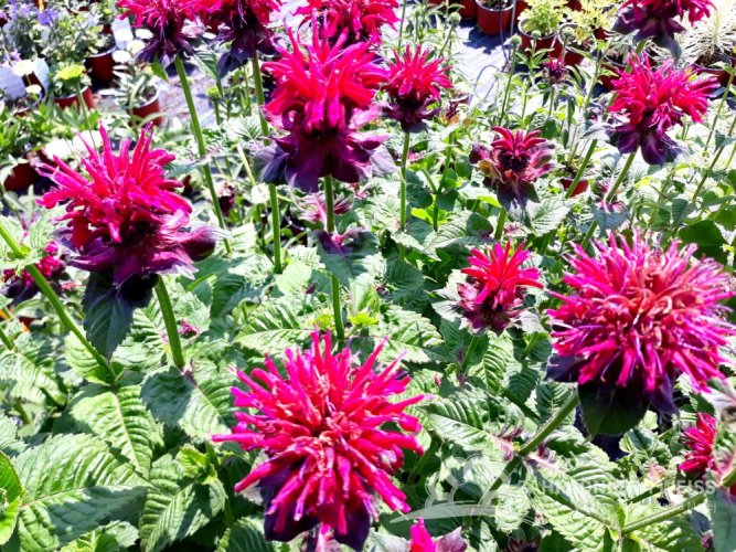 MONARDA "DIDYMA FIREBALL"