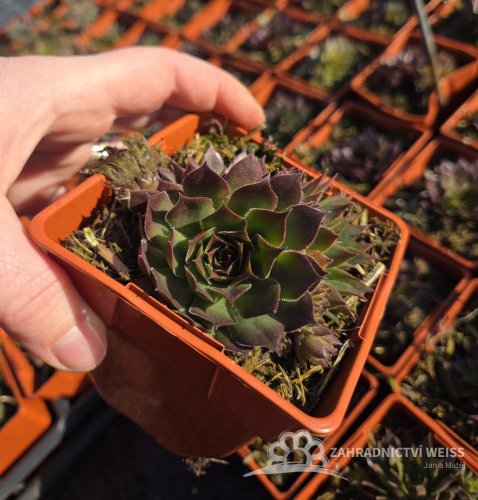 NETŘESK - SEMPERVIVUM TECTORUM