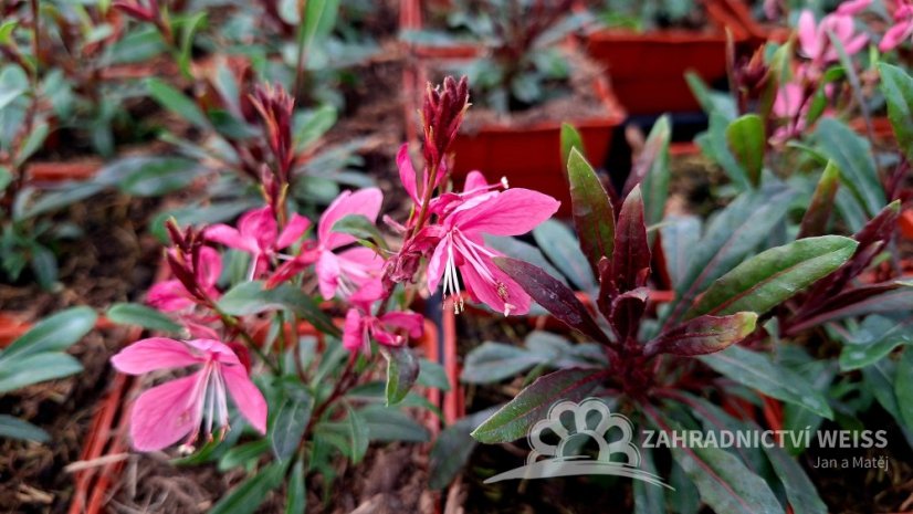 GAURA GARDIS PETIT PINK