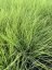 FESTUCA GLAUCA – GOLDEN TOUPEE