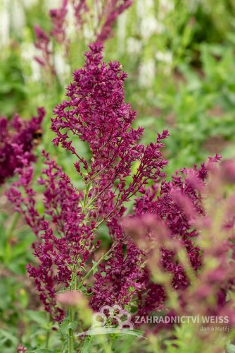 ŠALVĚJ HAJNÍ - SALVIA NEMOROSA SCHWELLENBURG