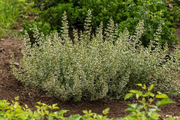 MARULKA LÉKAŘSKÁ – CALAMINTHA NEPETA - BÍLÁ
