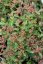 SEDUM SPURIUM SCHORBUSER BLUT