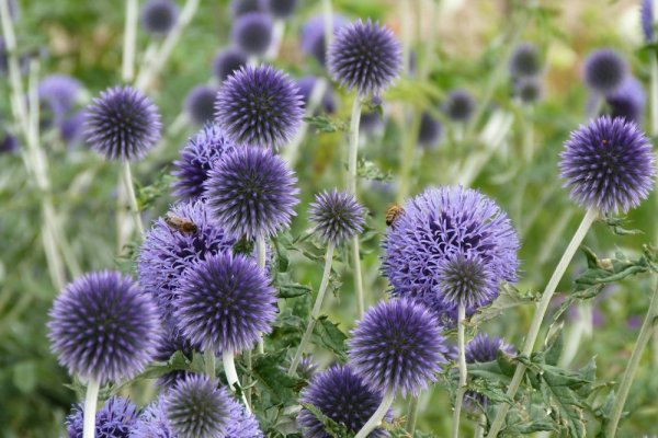 BĚLOTRN MODRÝ - ECHINOPS BANNATICUS BLUE GLOBE