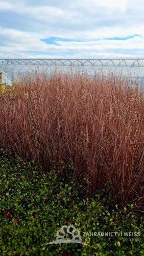 CAREX RED ROOSTER
