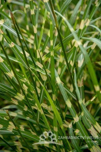 MISCANTHUS SINENSIS - LITTLE ZEBRA