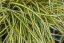 CAREX OSHIMENSIS EVERGOLD