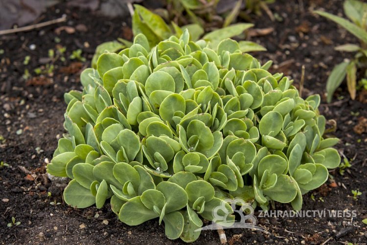 SEDUM SPECTABILE HOT STUFF
