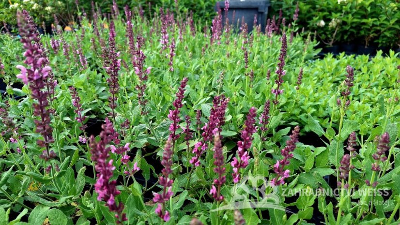 ŠALVĚJ HAJNÍ – SALVIA ROSE QUEEN